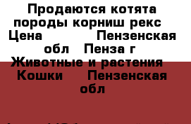 Продаются котята породы корниш-рекс › Цена ­ 5 000 - Пензенская обл., Пенза г. Животные и растения » Кошки   . Пензенская обл.